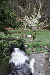 Zorro , notre border collie et les moutons de la Devze