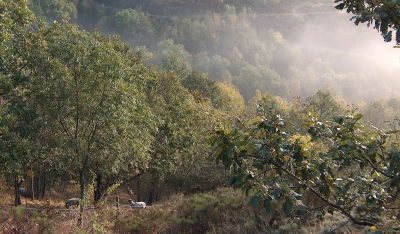 brebis dans la foret