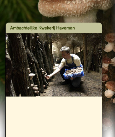 menno in zijn shiitake- bos