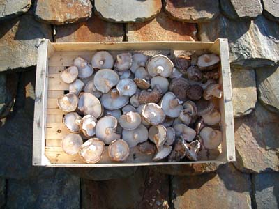 shiitakes drogen op de warme leien daken