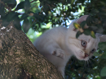 Tom Poes in de Buxus