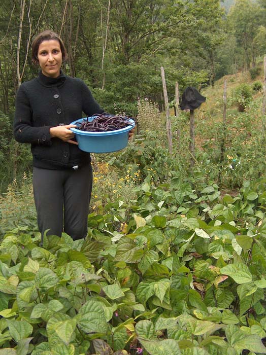 florence et la récolte d'haricots vertes